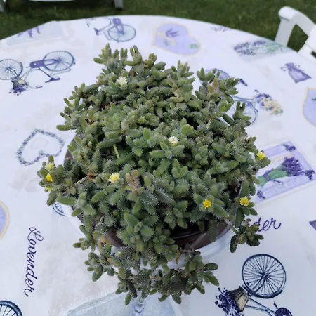 Zen Apartment Novi Sad