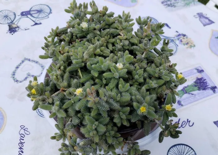 Zen Apartamento Novi Sad