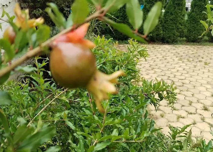 Apartamento Zen Novi Sad